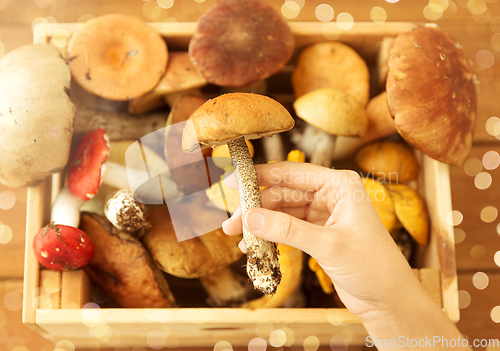 Image of hand holding boletus over box of edible mushrooms