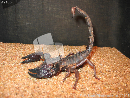 Image of Scorpion