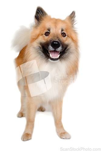 Image of Happy Eurasier dog on a clean white background