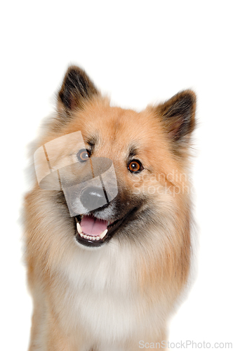 Image of Happy Eurasier dog on a clean white background