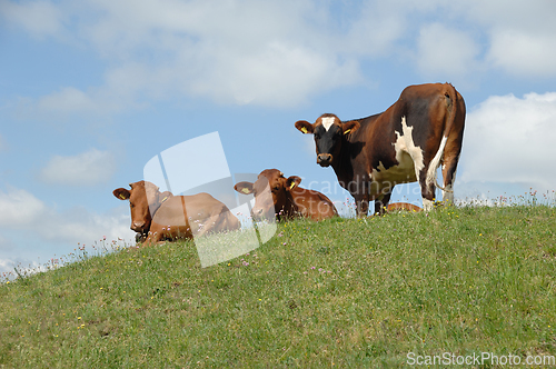 Image of Cows resting on green grass