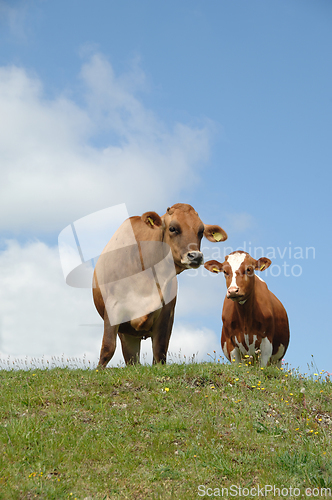 Image of Cows resting on green grass