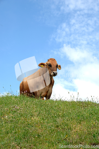 Image of Cow on grass