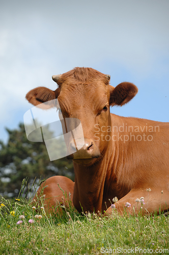 Image of Sweet cow resting on green grass