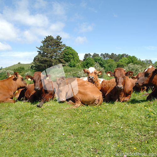 Image of Cows resting on green grass