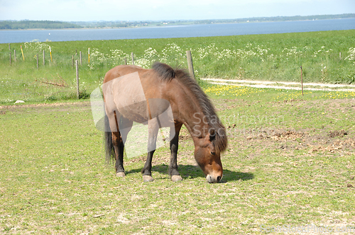 Image of Horse eating green grass 