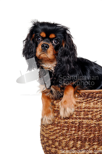 Image of Sad Cavalier King Charles Spaniel dog in a basket 