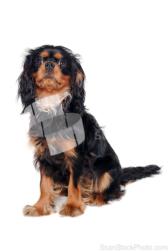 Image of Sad Cavalier King Charles Spaniel dog