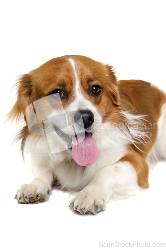 Image of Happy Kooiker dog resting on a clean white background.