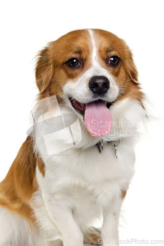 Image of Happy Kooiker dog sitting on a clean white background.