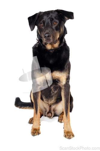 Image of Sad dog sitting on a clean white background