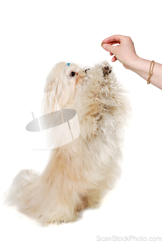 Image of Sad Coton De Tulear dog begging for food. Taken on a clean white