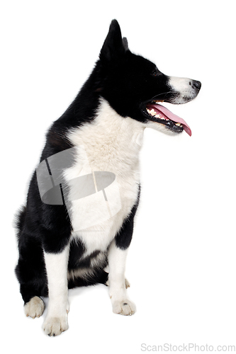 Image of Happy karelian bear dog sitting on a clean white background