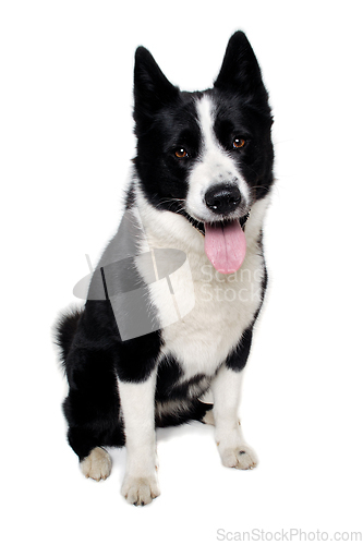 Image of Happy karelian bear dog sitting on a clean white background