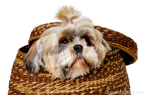 Image of Sad shih tzu dog in a basket on a clean white background.