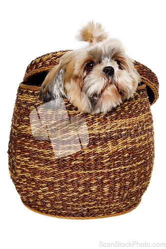 Image of Sad shih tzu dog in a basket on a clean white background.