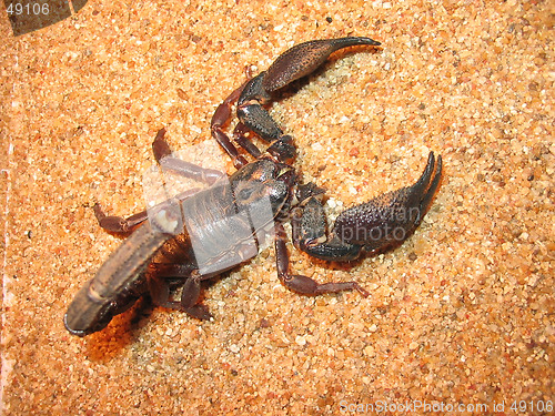 Image of Scorpion