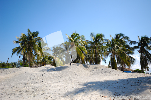 Image of Group of palms on beach