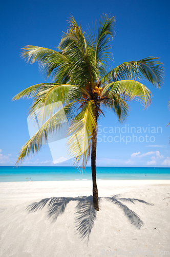 Image of Green palm on beach