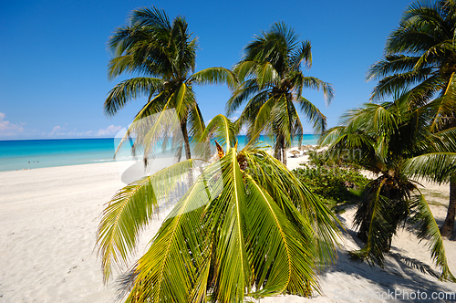 Image of Palms on beach Varadero Cuba