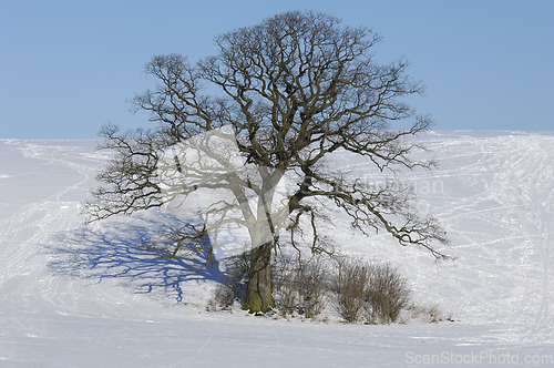 Image of Tree on hill at winter