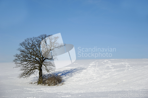 Image of Tree on hill at winter