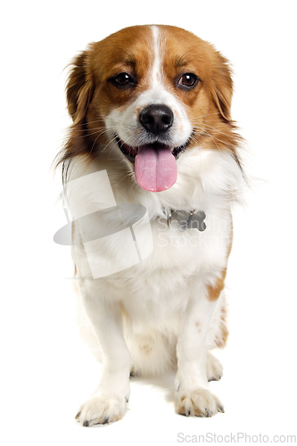 Image of Happy Kooiker dog sitting on a clean white background.