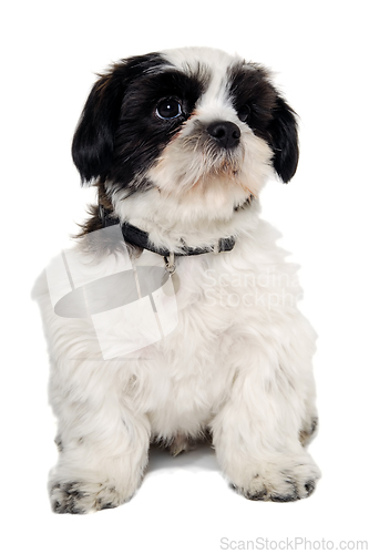 Image of Sad Shih Tzu dog