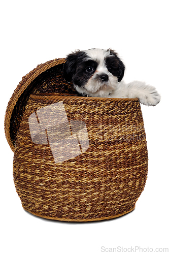 Image of Happy Shih Tzu dog playing in a basket