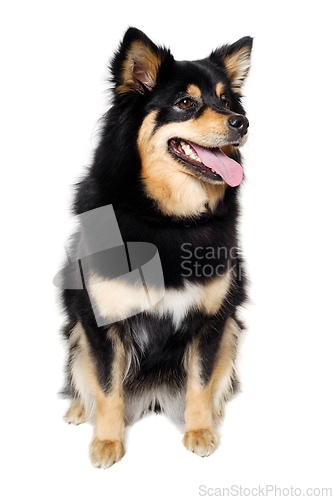 Image of Happy Finnish Lapphund dog sitting on a white background