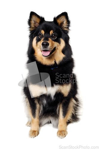 Image of Happy Finnish Lapphund dog sitting on a white background