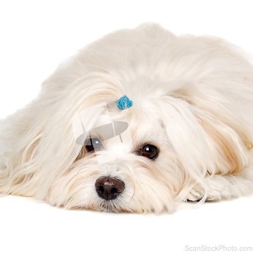 Image of Sad Coton De Tulear dog resting on a clean white background