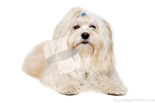 Image of Sad Coton De Tulear dog resting on a clean white background