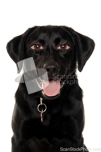 Image of therianthrope labrador retriever dog with human eyes