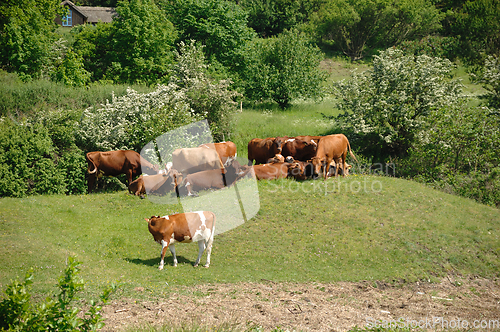 Image of Cows and green landscape