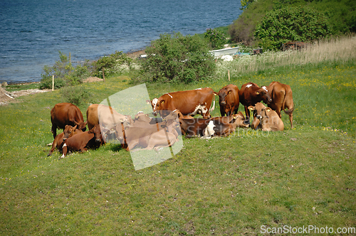 Image of Cows and green landscape