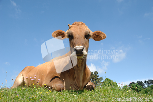 Image of Face of sad cow resting on green grass