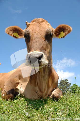 Image of Cow resting on field