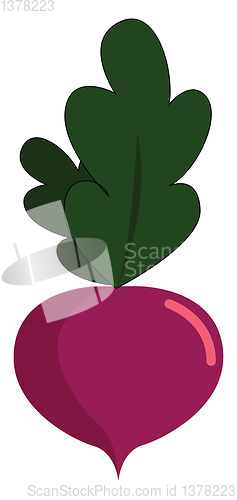 Image of Turnip, vector or color illustration.