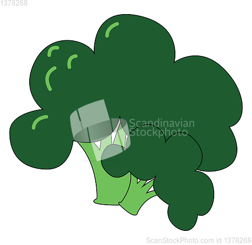 Image of Image of broccoli , vector or color illustration.