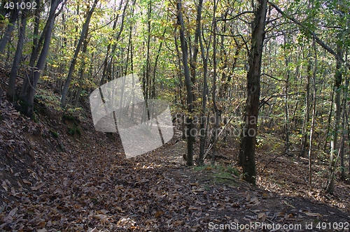 Image of Autumnal forest