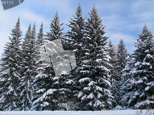 Image of Fir trees under the Snow