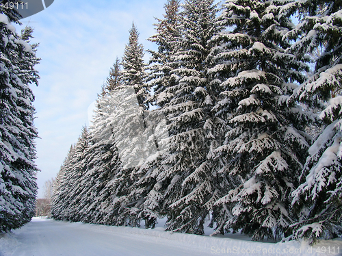 Image of Fir trees under the Snow