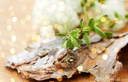 Image of close up of cowberry plant and pine tree bark