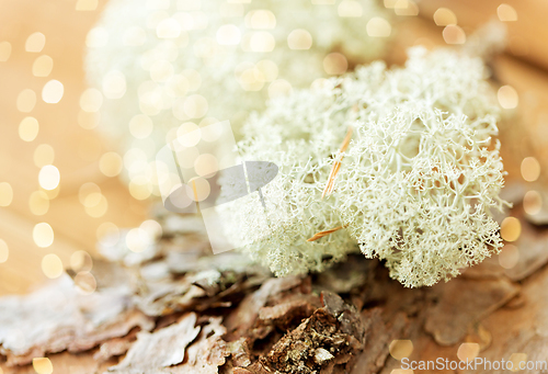 Image of close up of reindeer lichen moss on pine tree bark