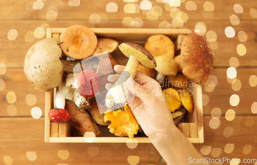 Image of hand holding boletus over box of edible mushrooms