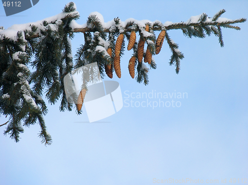 Image of Branch of fir under the snow