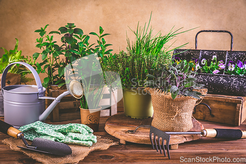 Image of Planting and gardening concept - herbs, seedling and plants ready for planting with garden tools