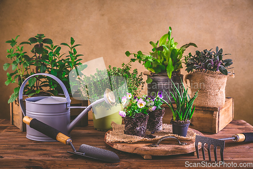 Image of Planting and gardening concept - herbs, seedling and plants ready for planting with garden tools