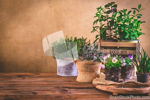 Image of Planting and gardening concept - herbs, seedling and plants ready for planting with garden tools